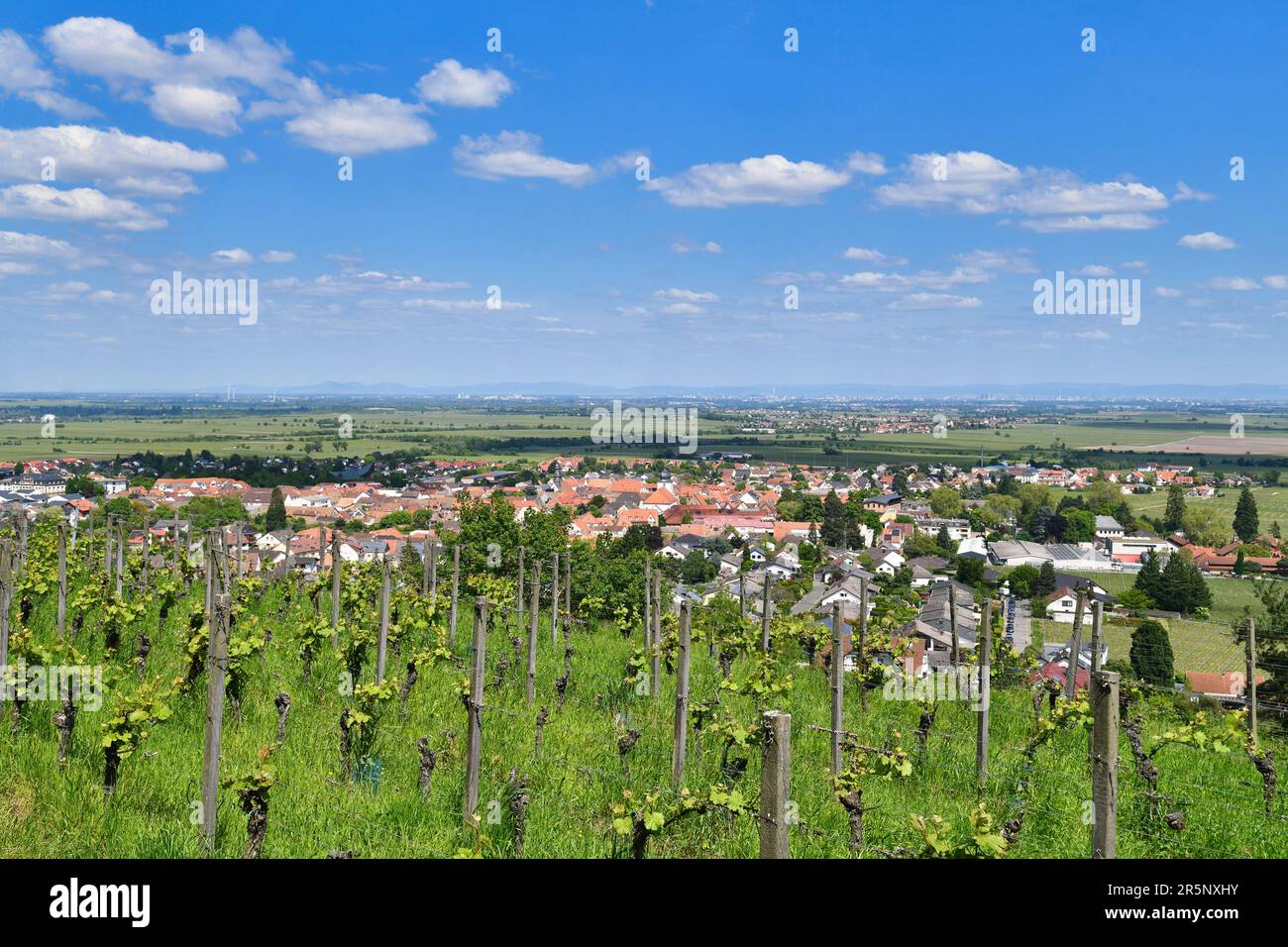 Vignobles à Wachenheim en Rhénanie-Palatinat, Allemagne Banque D'Images
