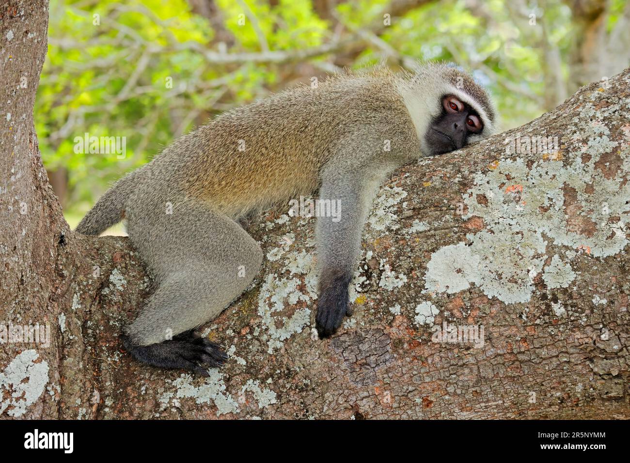 Un singe vervet (Cercopithecus aethiops) se reposant dans un arbre, Parc national Kruger, Afrique du Sud Banque D'Images
