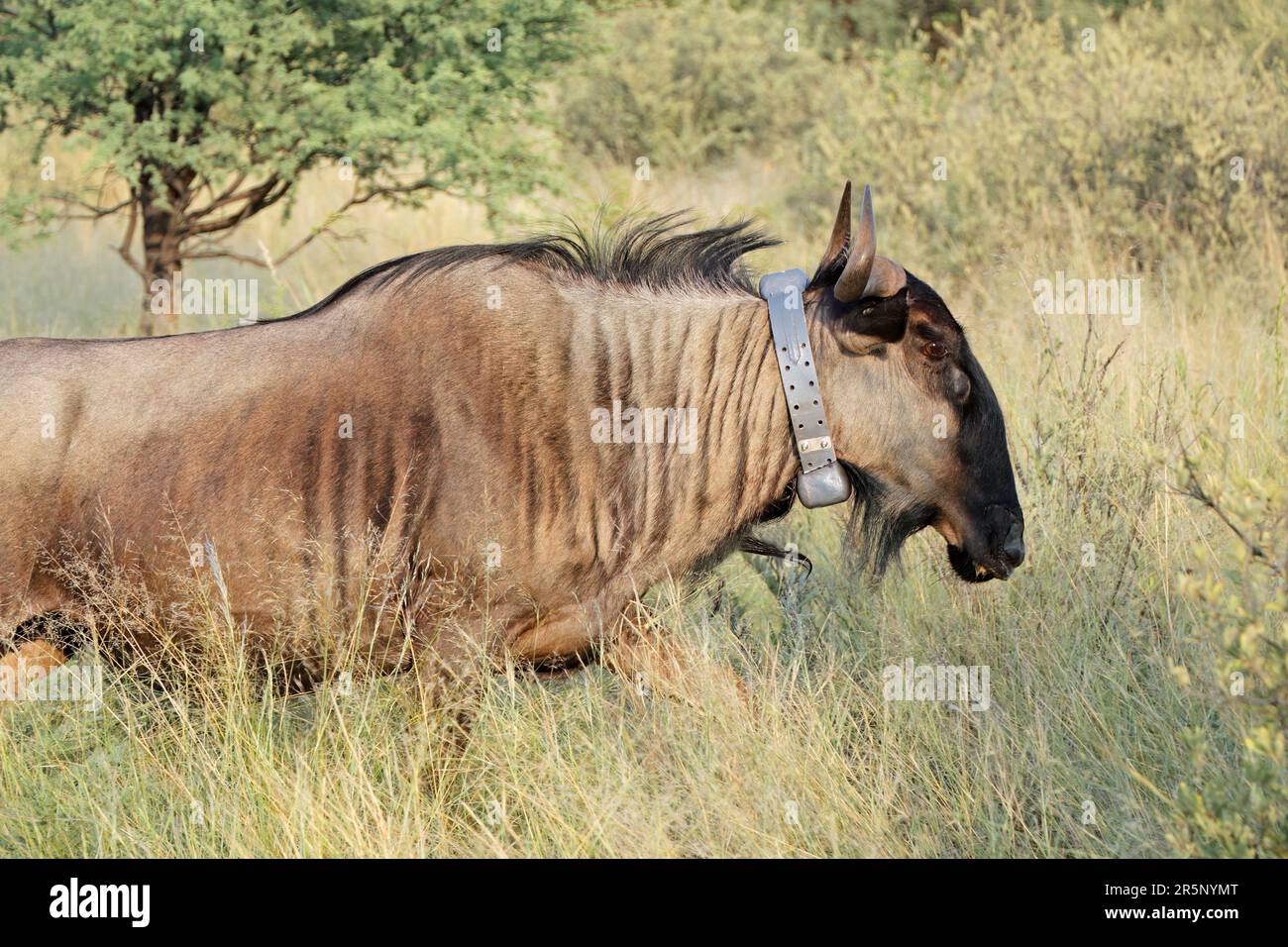Un flétrissement bleu (Connochaetes taurinus) équipé d'un collier de suivi satellite utilisé pour la recherche scientifique, Afrique du Sud Banque D'Images