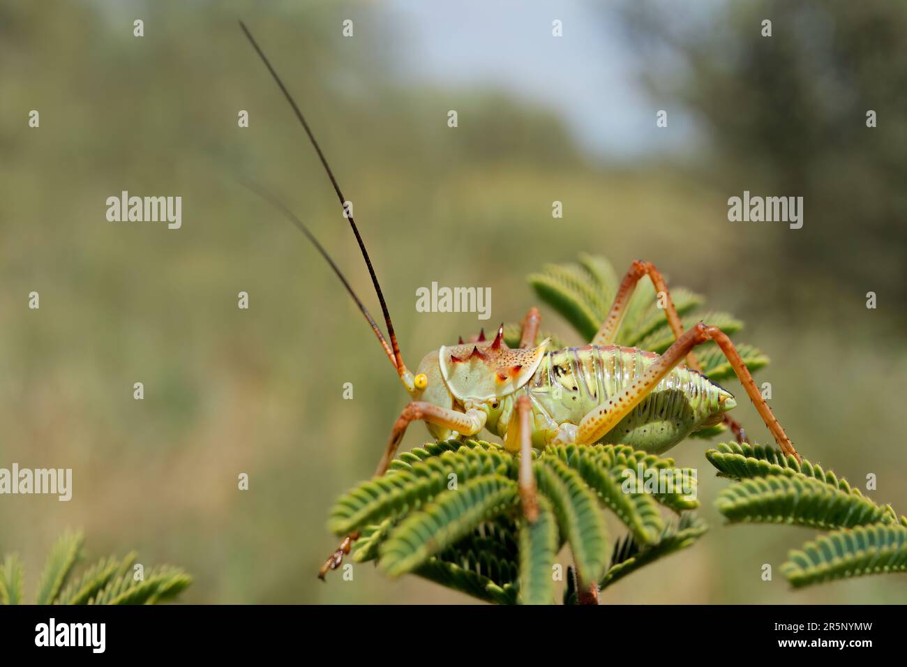 Un cricket africain du maïs (Acanthoplus armiventris) assis sur une plante, en Afrique du Sud Banque D'Images