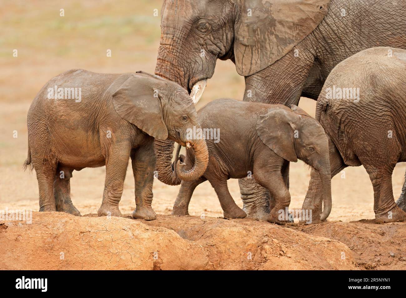 Jeunes éléphants d'Afrique (Loxodonta africana) couverts de boue, Parc national des éléphants d'Addo, Afrique du Sud Banque D'Images