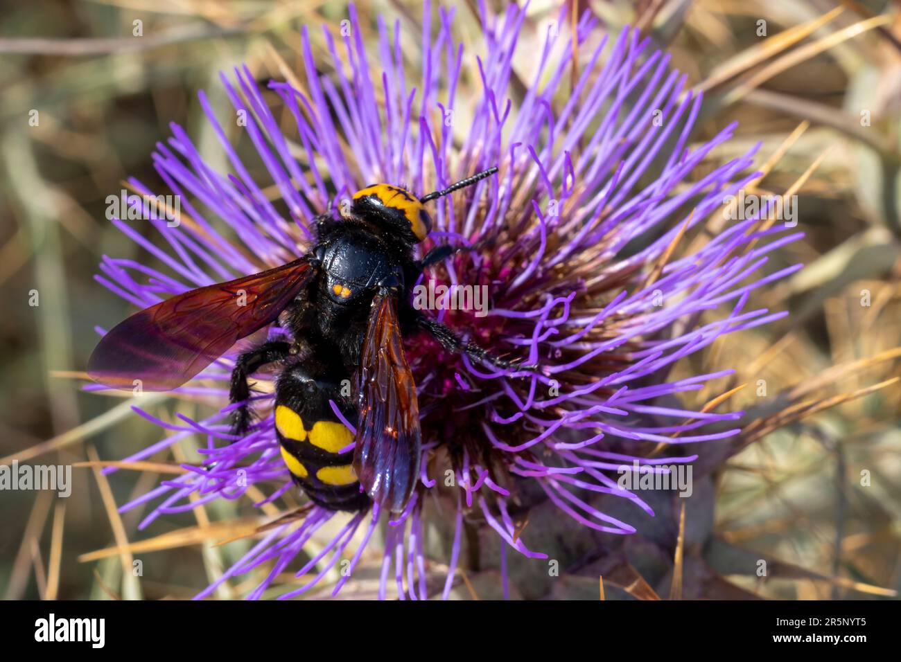 La guêpe mammouth (Megascolia bidens) est la plus grande guêpe des îles maltaises. Banque D'Images