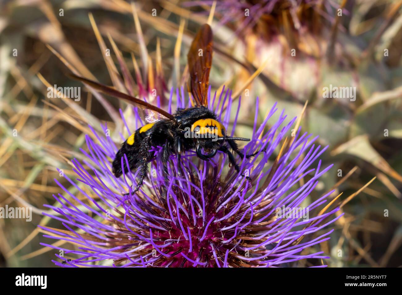 La guêpe mammouth (Megascolia bidens) est la plus grande guêpe des îles maltaises. Banque D'Images
