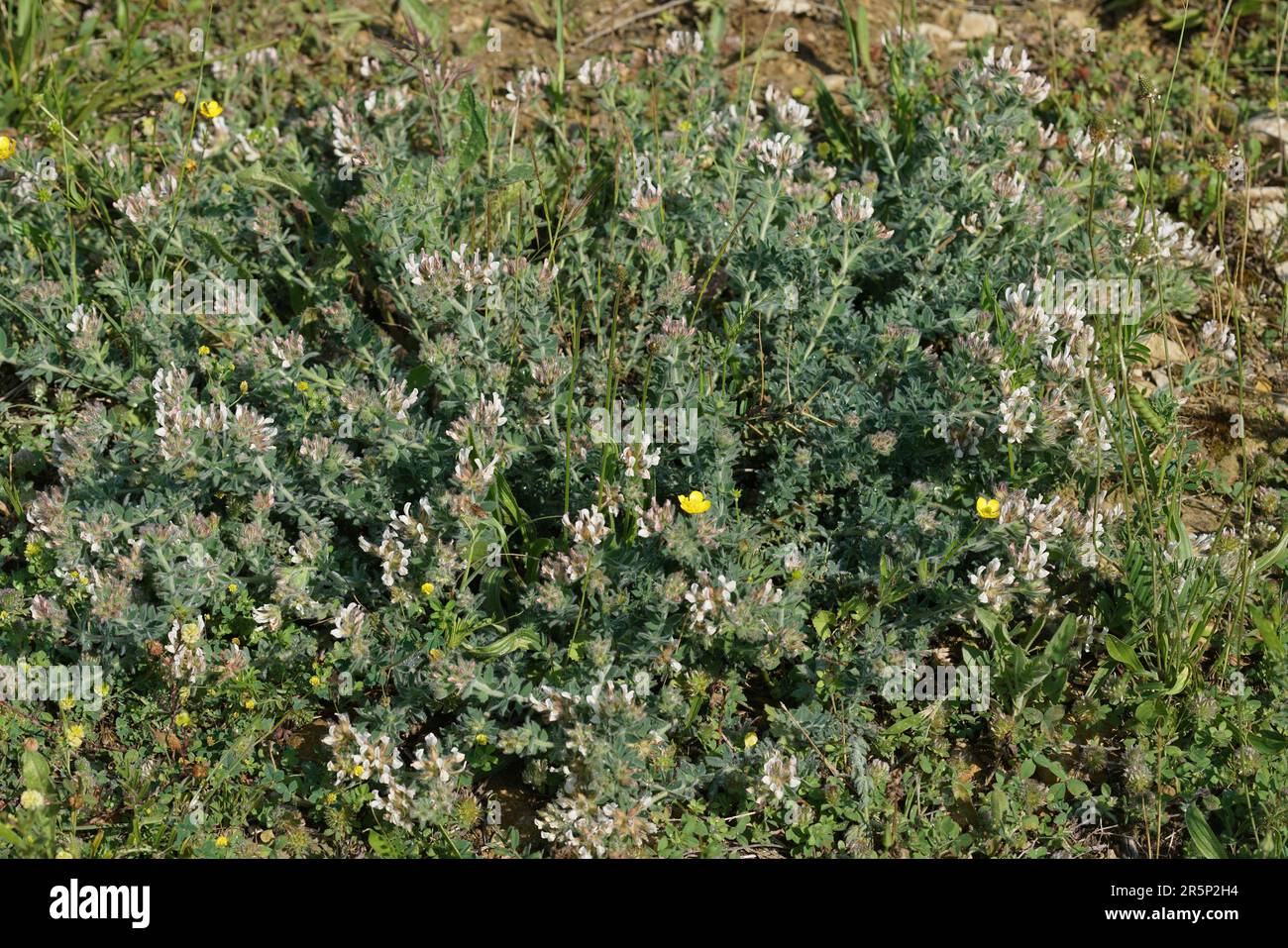 Gros plan naturel sur le Canary-Clover, Lotus hirsutus en Méditerranée Banque D'Images