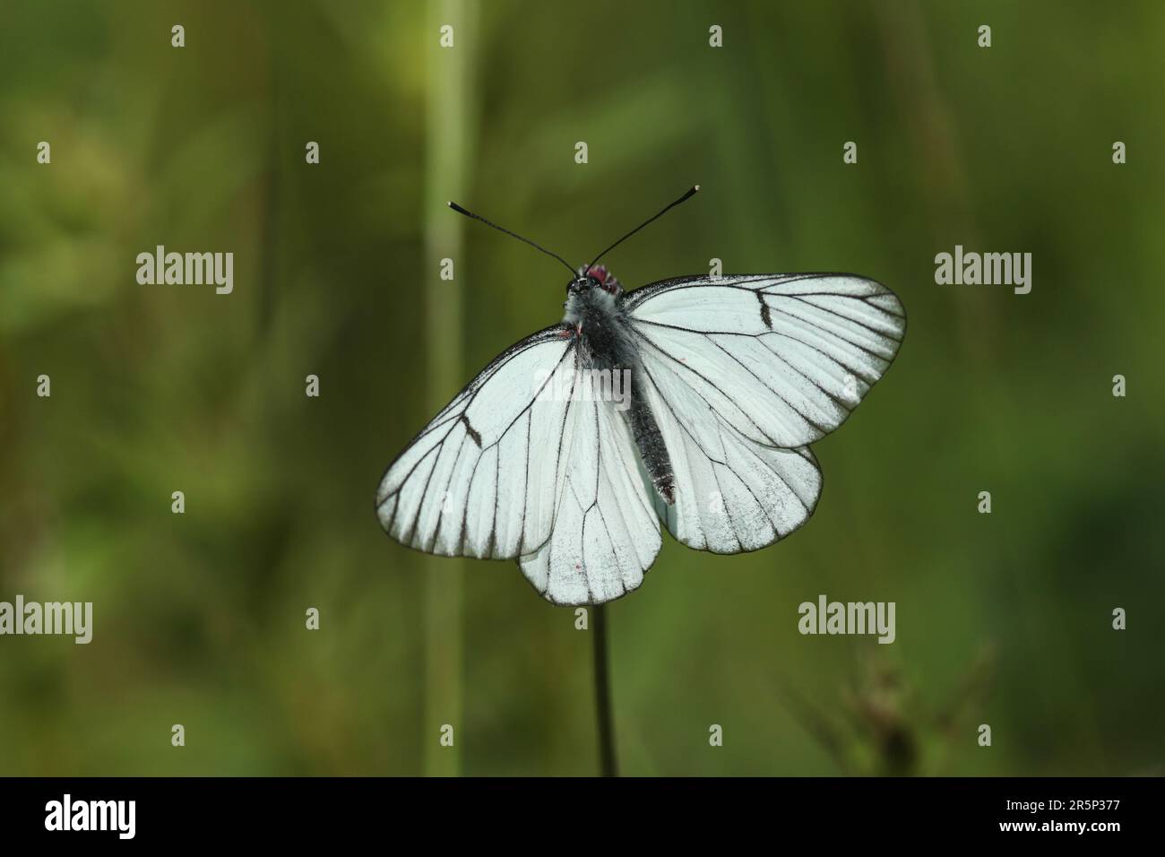 Un rare papillon blanc à veines noires, Aporia crataegi, qui s'engouche sur une fleur sauvage. Banque D'Images