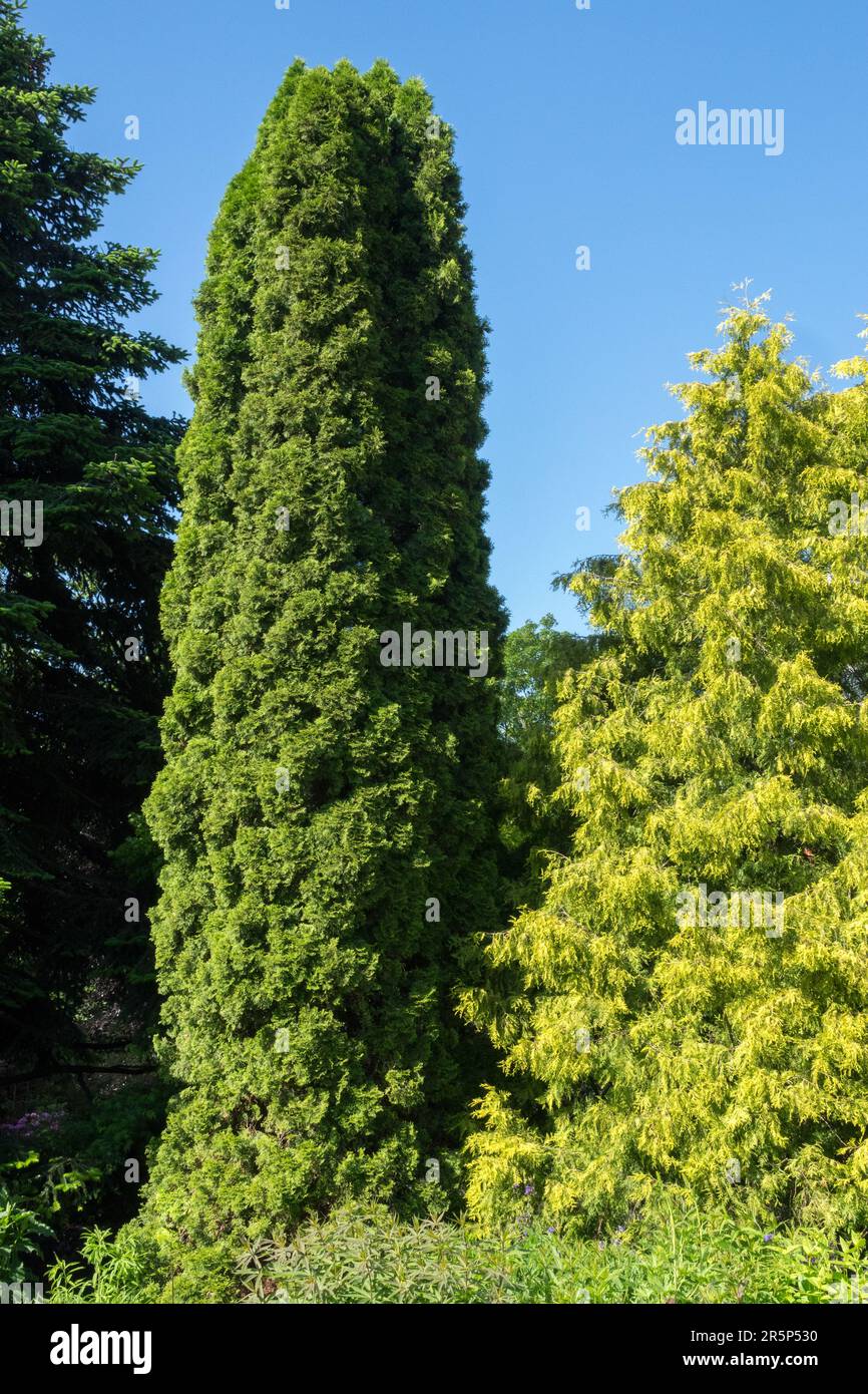 Vieux columnaire Thuja 'Smaragd', Thuja occidentalis 'maragd' et Thuja occidentalis 'Cloth of Gold' Banque D'Images