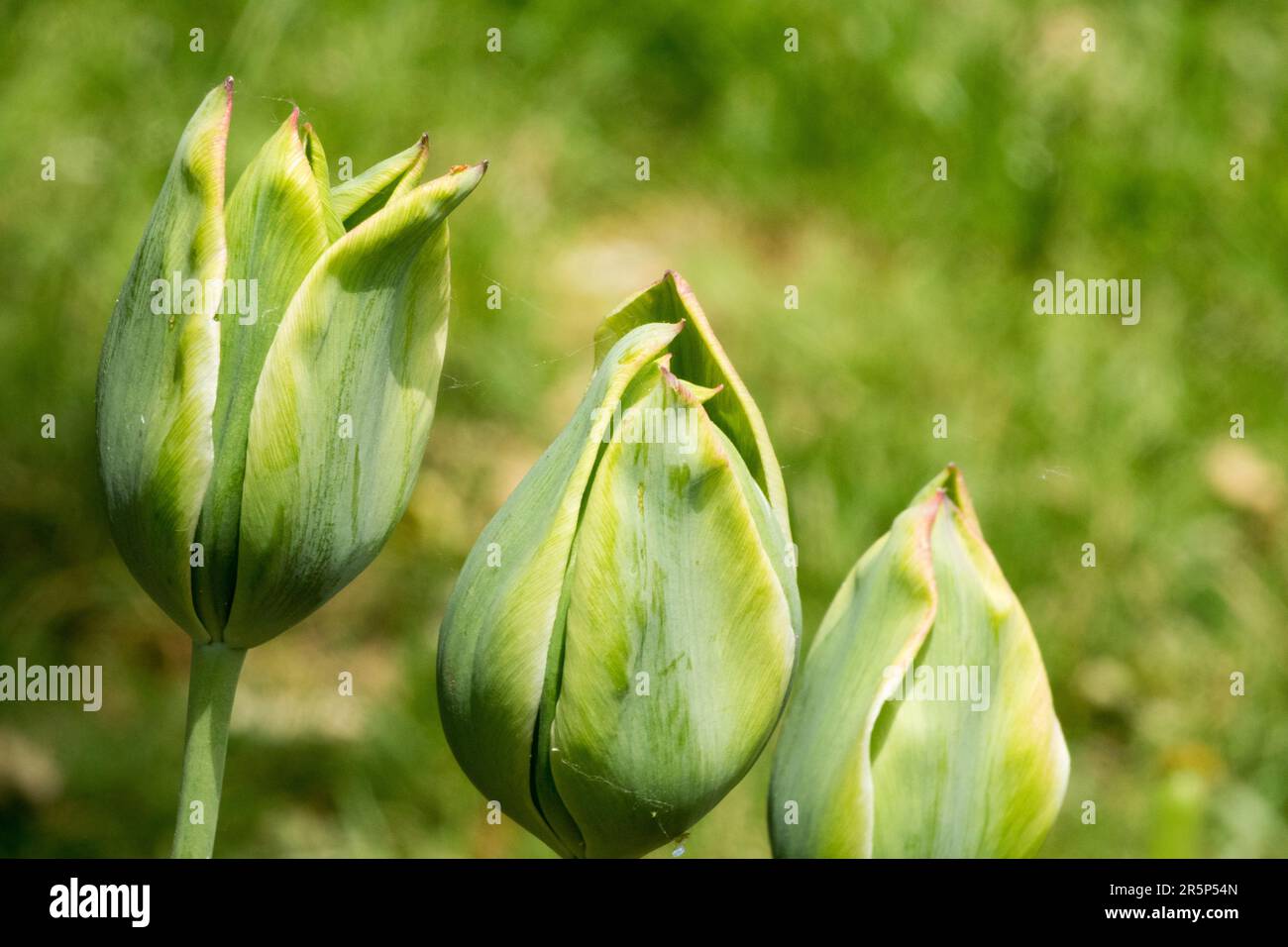 Tulipe 'Green King' Tulipa, verte, Tulips, Viridiflora, Groupe Banque D'Images