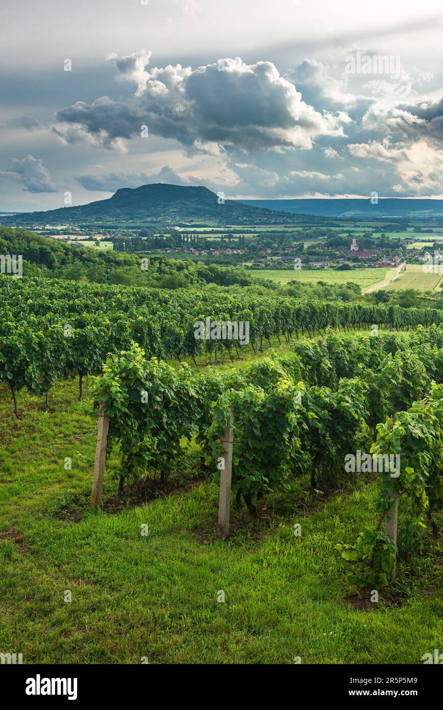 Vignobles avec la colline Saint George à Balaton Highlands, Hongrie. Banque D'Images