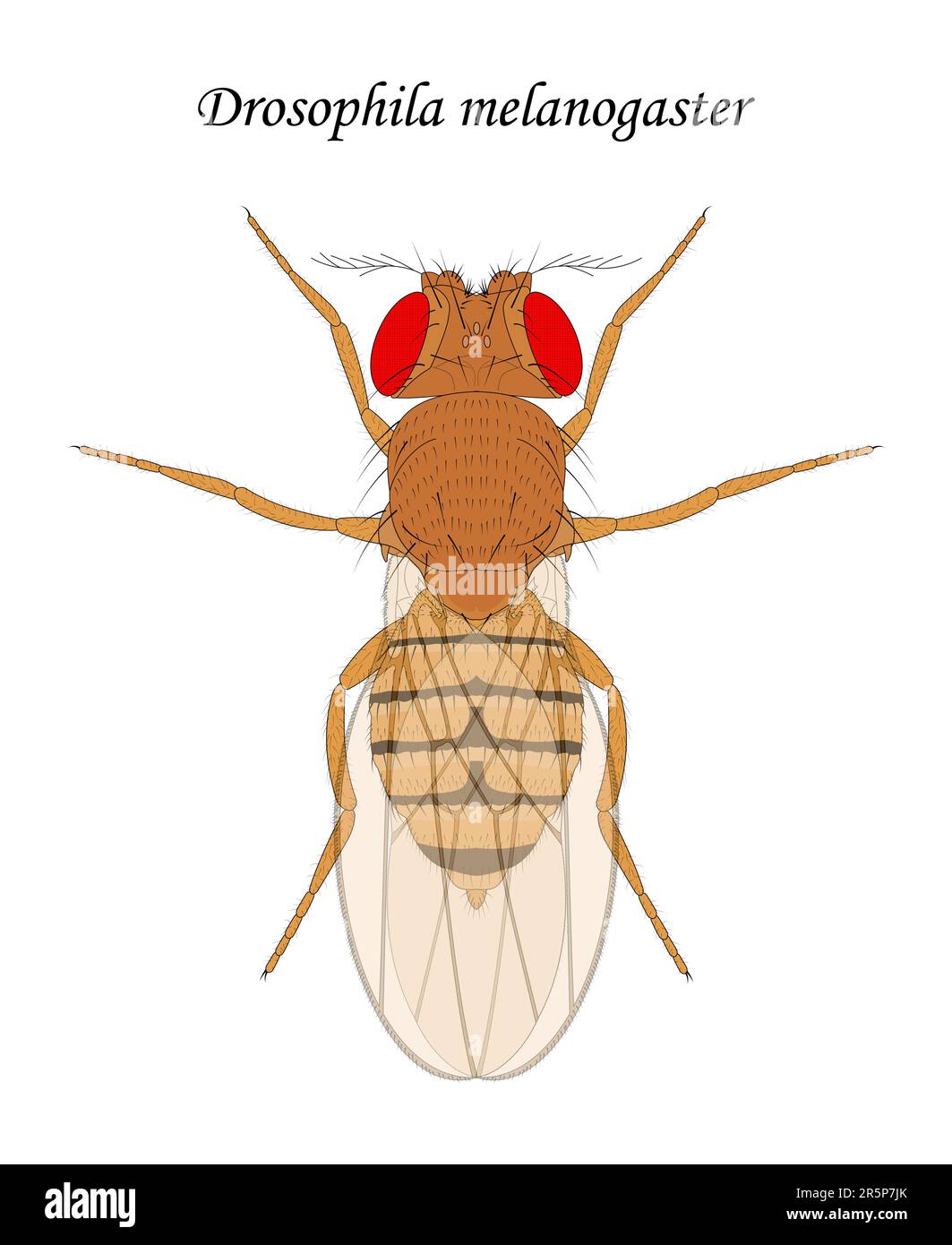 Mouche des fruits (Drosophila melanogaster), femelle. Illustration de Vecteur