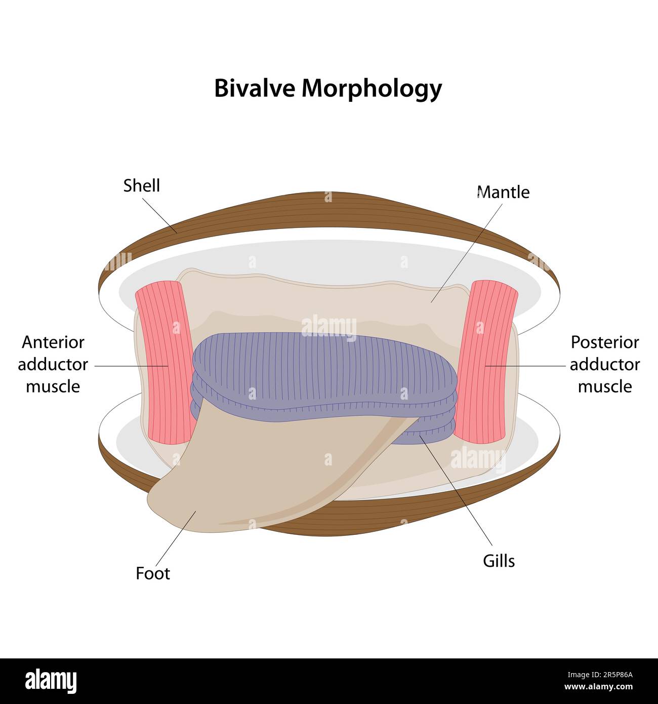 Les mollusques bivalves ont deux coquilles à charnières, appelées valves, qui enferment et protègent leurs corps mous. Illustration de Vecteur
