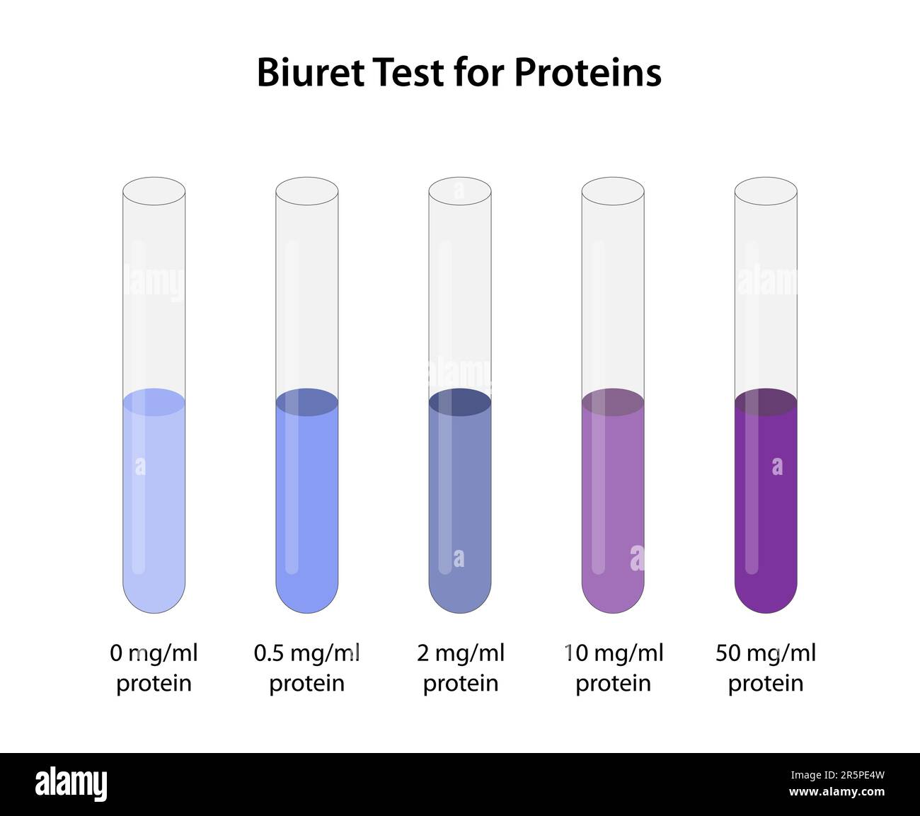 Test biuret pour les protéines Illustration de Vecteur Test biuret pour les protéines Illustration de Vecteur