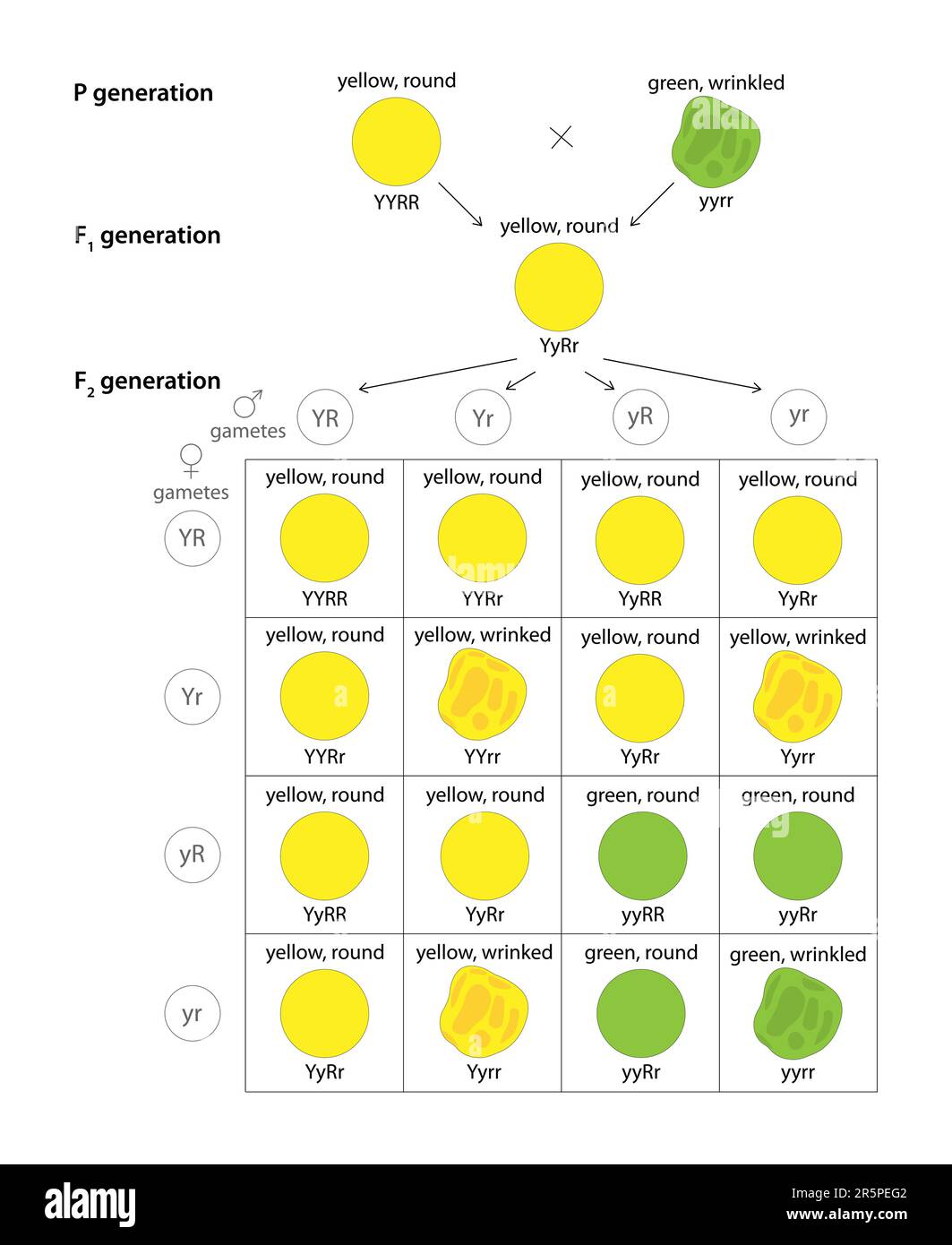 La loi de l'assortiment indépendant. Génotype et phénotype de la génération F2. Illustration de Vecteur