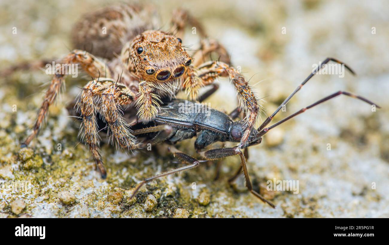 Araignée sauteuse mangeant la proie noire sur le sol de ciment, foyer sélectif, photo macro de l'insecte. Banque D'Images