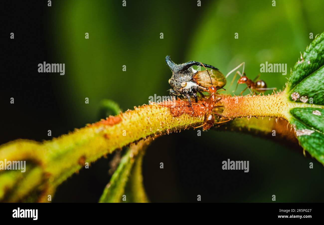Gros plan d'une étrange trémie (trémie à cornes) sur la branche d'arbre avec des fourmis rouges, foyer sélectif, photo macro de l'insecte dans la nature. Banque D'Images