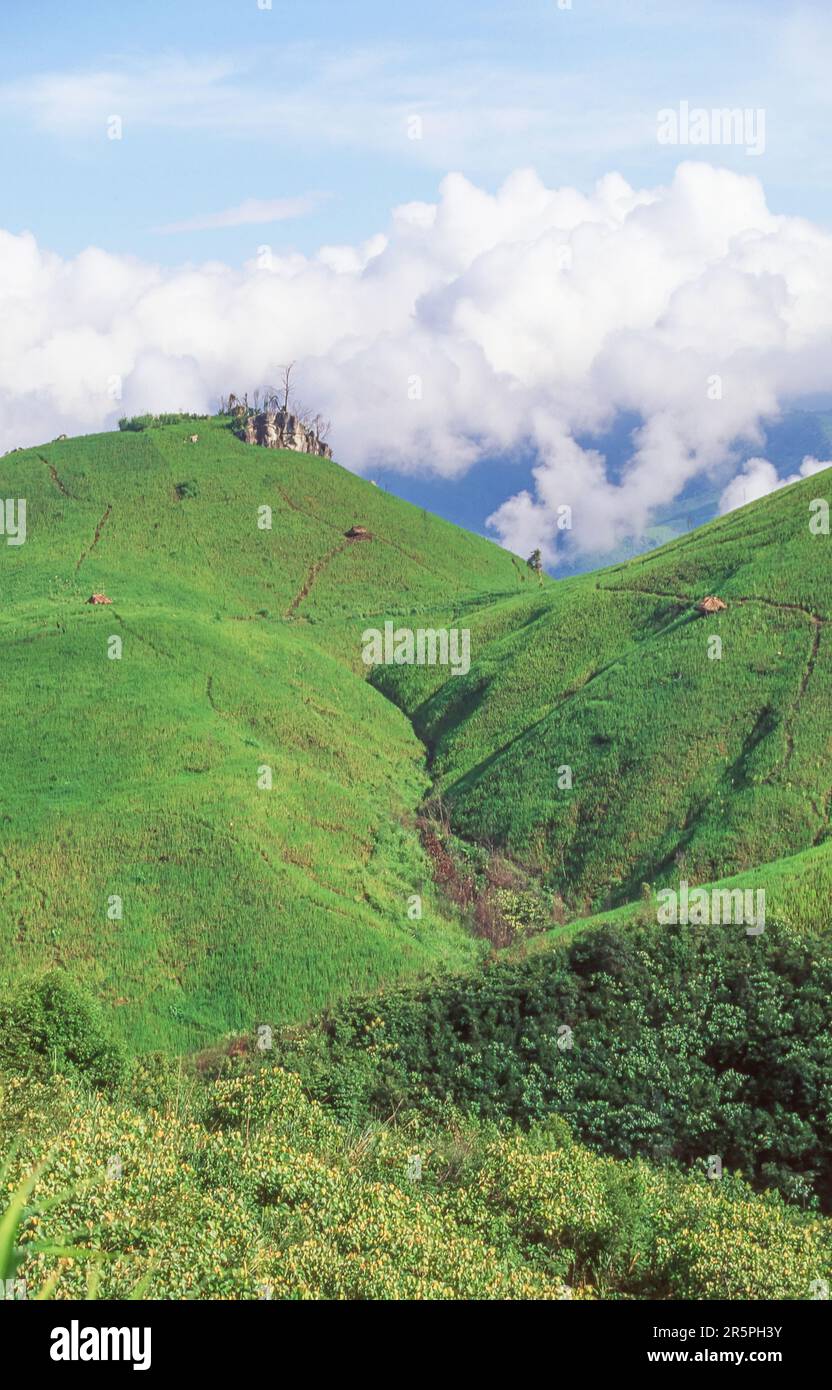 Riz cultivé dans le parc national de Doi Phu Kha, dans la chaîne de Luang Prabang, province de Nan, Thaïlande du Nord. Banque D'Images