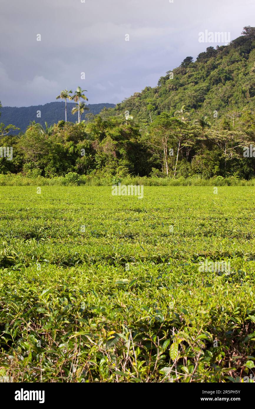 La forêt tropicale de Daintree, dans le nord du Queensland, en Australie, est la plus ancienne forêt tropicale continuellement boisée de la planète. Au fil des ans, une grande partie de ce produit a été abattu pour faire Banque D'Images