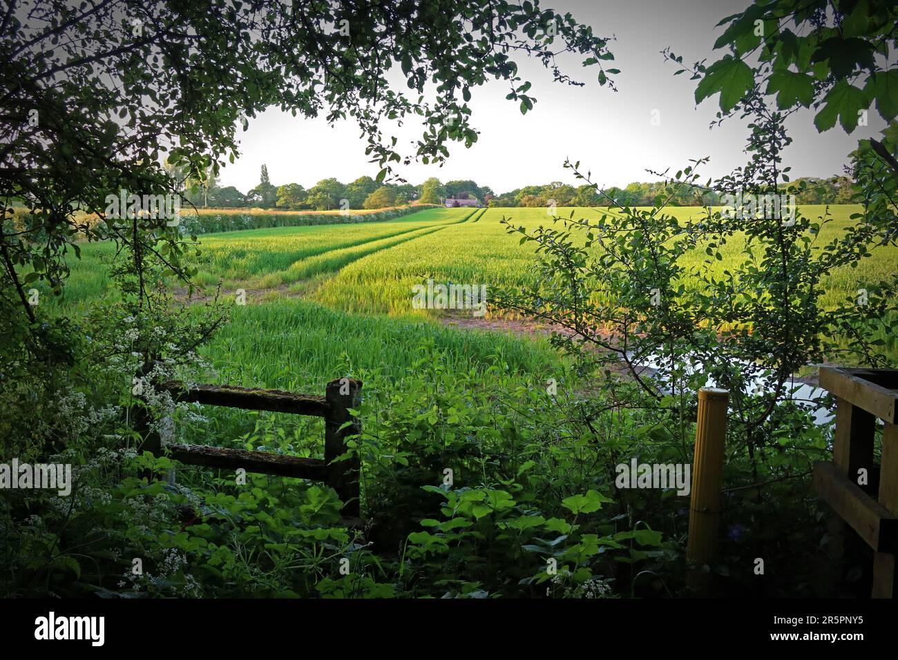 Habitat naturel prospère, ceinture de verdure dans le sud de Warrington, menacée dans le plan local 2014, Wrights Green, Appleton Thorn, Warrington, WA4 3HN Banque D'Images