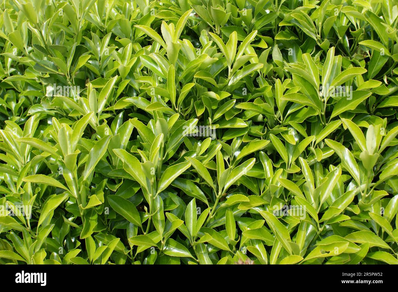 Feuilles d'un buisson décoratif. Fond vert naturel Banque D'Images