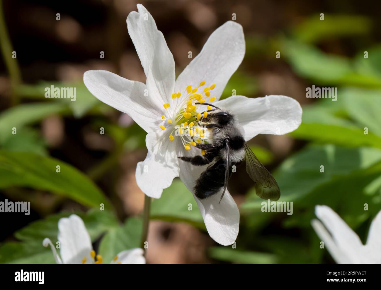 L'abeille minière de l'ashy (Andrena cineraria) sur une anémone de bois Banque D'Images