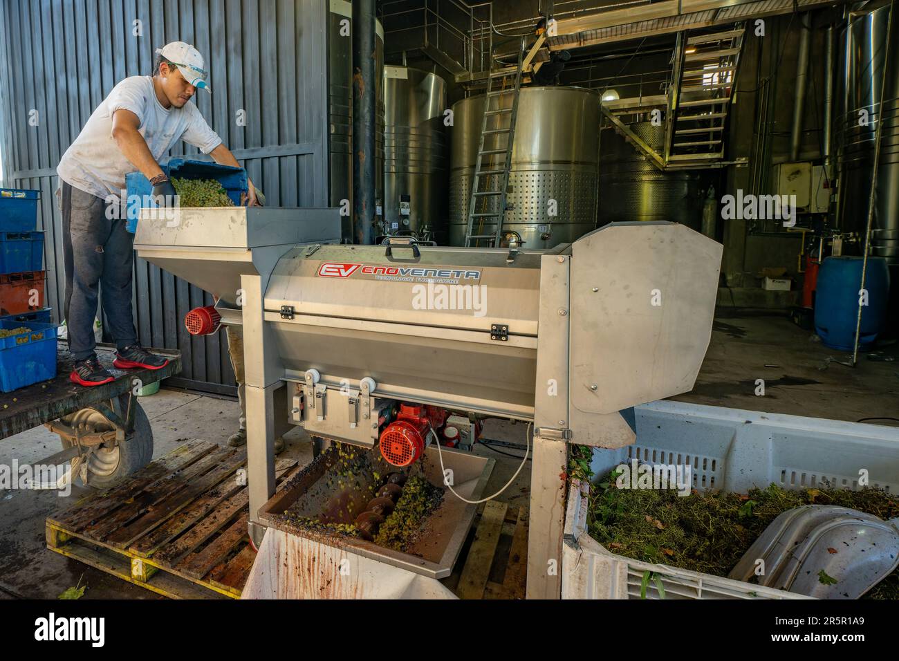 Un travailleur déverse les raisins dans une machine à conder/égrener à la cave de vinification la Azul près de Tupungato, Mendoza, Argentine. Banque D'Images