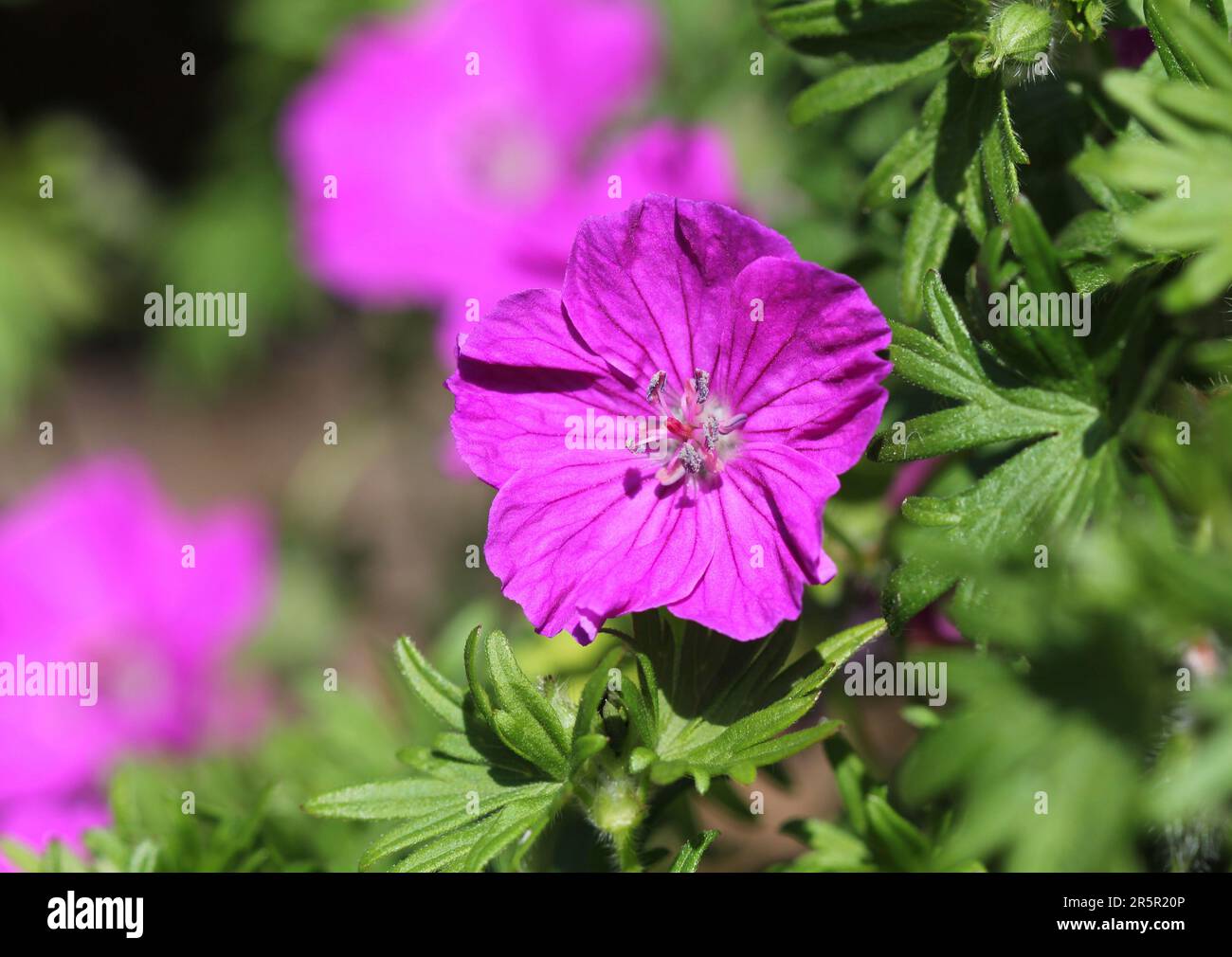 Gros plan sur les fleurs violettes de Geranium Sanguineum, Bloody Crane's-bill Banque D'Images