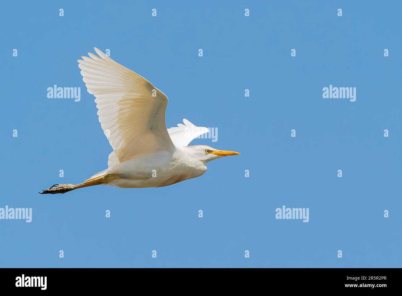 WESTERN Cattle Egret, Bubulcus ibis, adulte unique dans le plumage de reproduction en vol, Albufera, Majorque, Espagne, 4 juin 2023 Banque D'Images