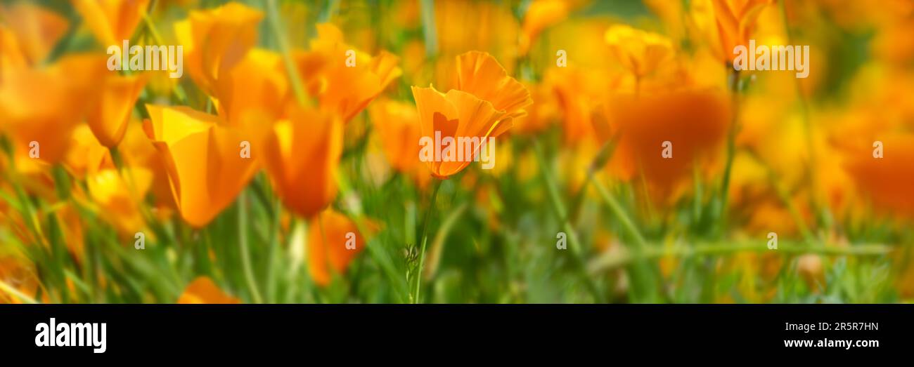 Les coquelicots de Californie orange fleurissent au printemps, en-tête panoramique Banque D'Images