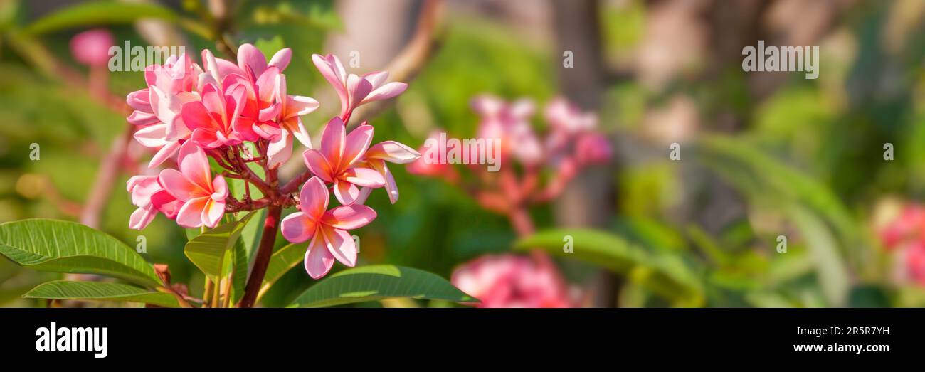 Pink plumeria gros plan, également appelé frangipani, dans un jardin, la nature tropicale panoramique bannière web Banque D'Images