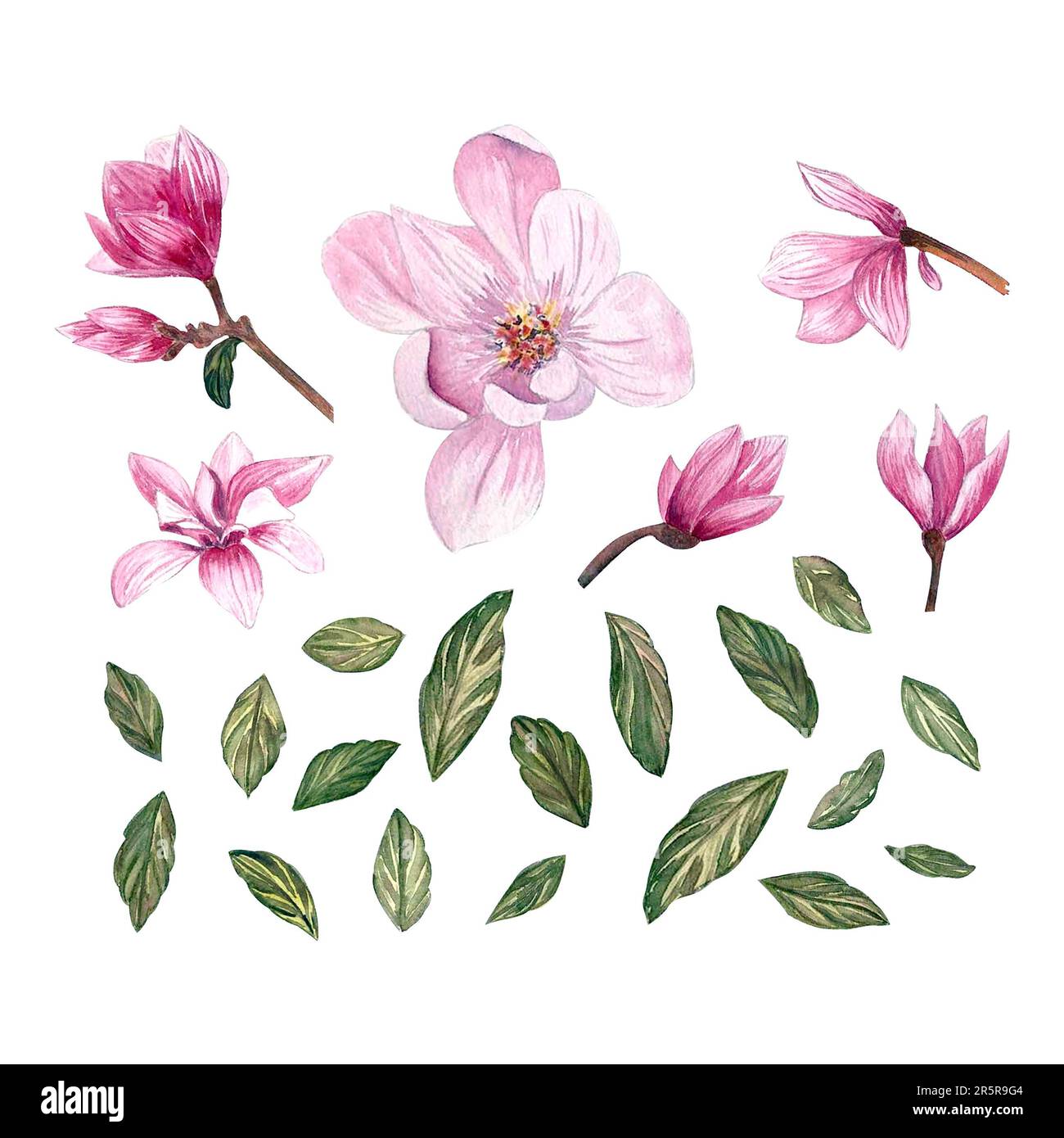 Ensemble de fleurs et de feuilles de magnolia aquarelle. Éléments isolés avec fleurs, branches et feuilles de magnolia. Banque D'Images