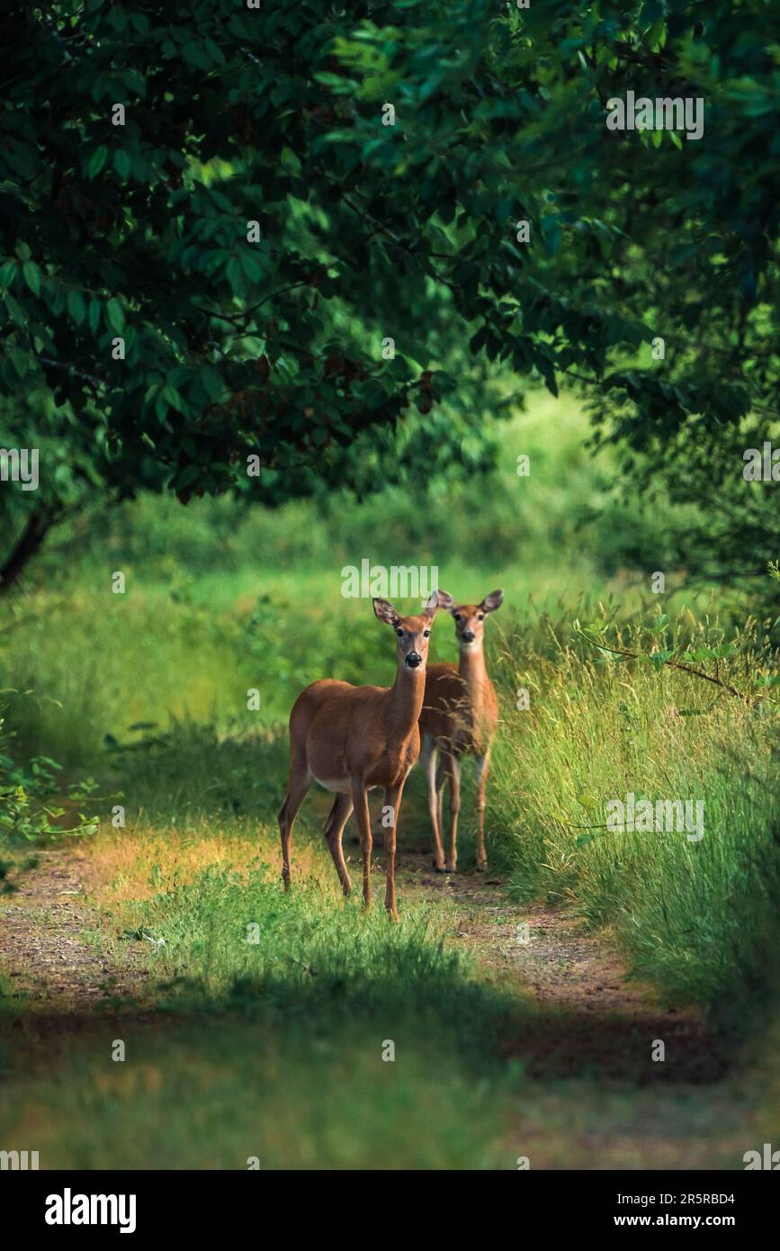 Deux cerfs attendent et regardent avec prudence. Banque D'Images