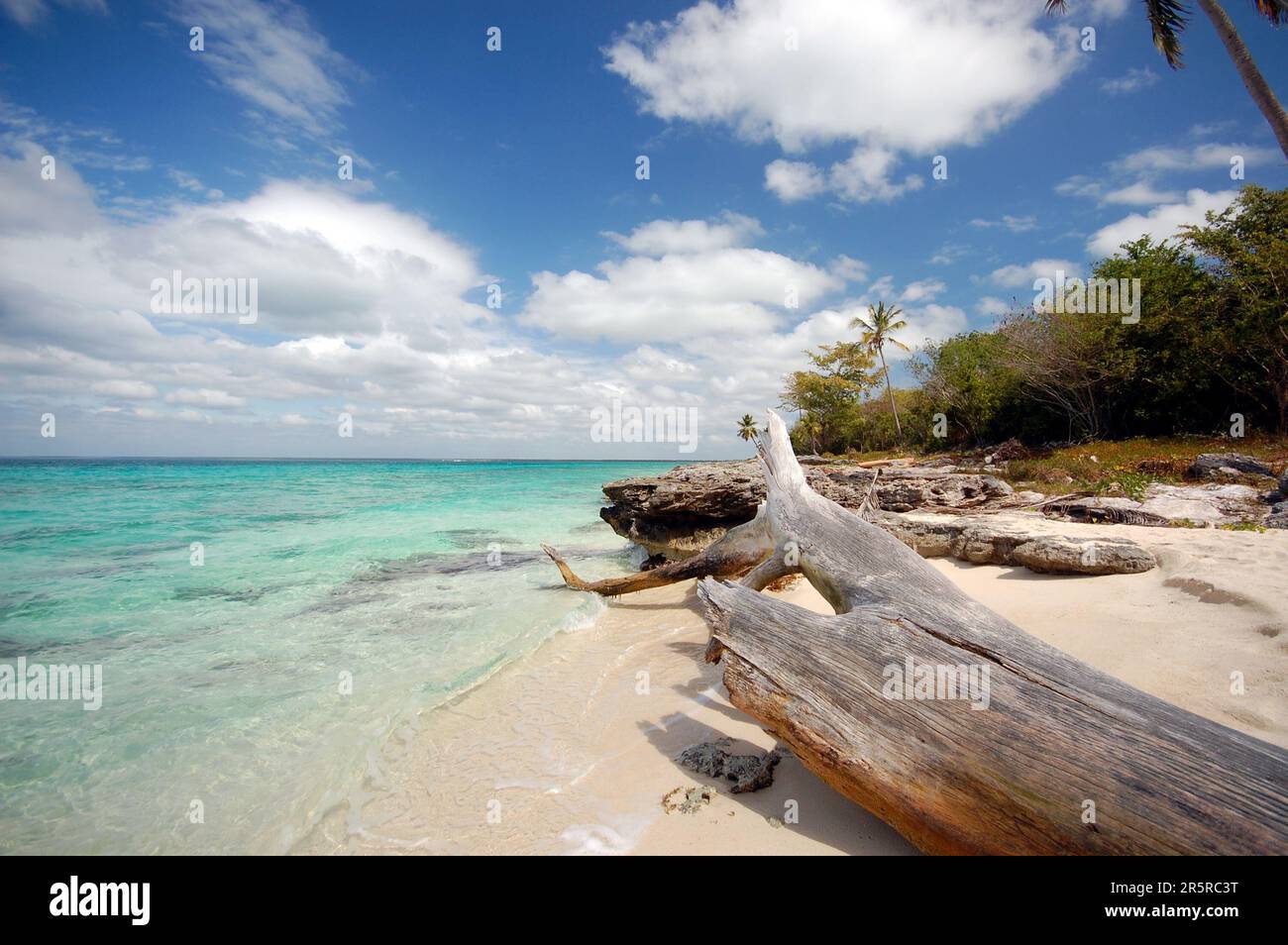Une plage ensoleillée sans sargassum sur l'île de Saona en République dominicaine avec de l'eau bleue cristalline et du sable blanc Banque D'Images