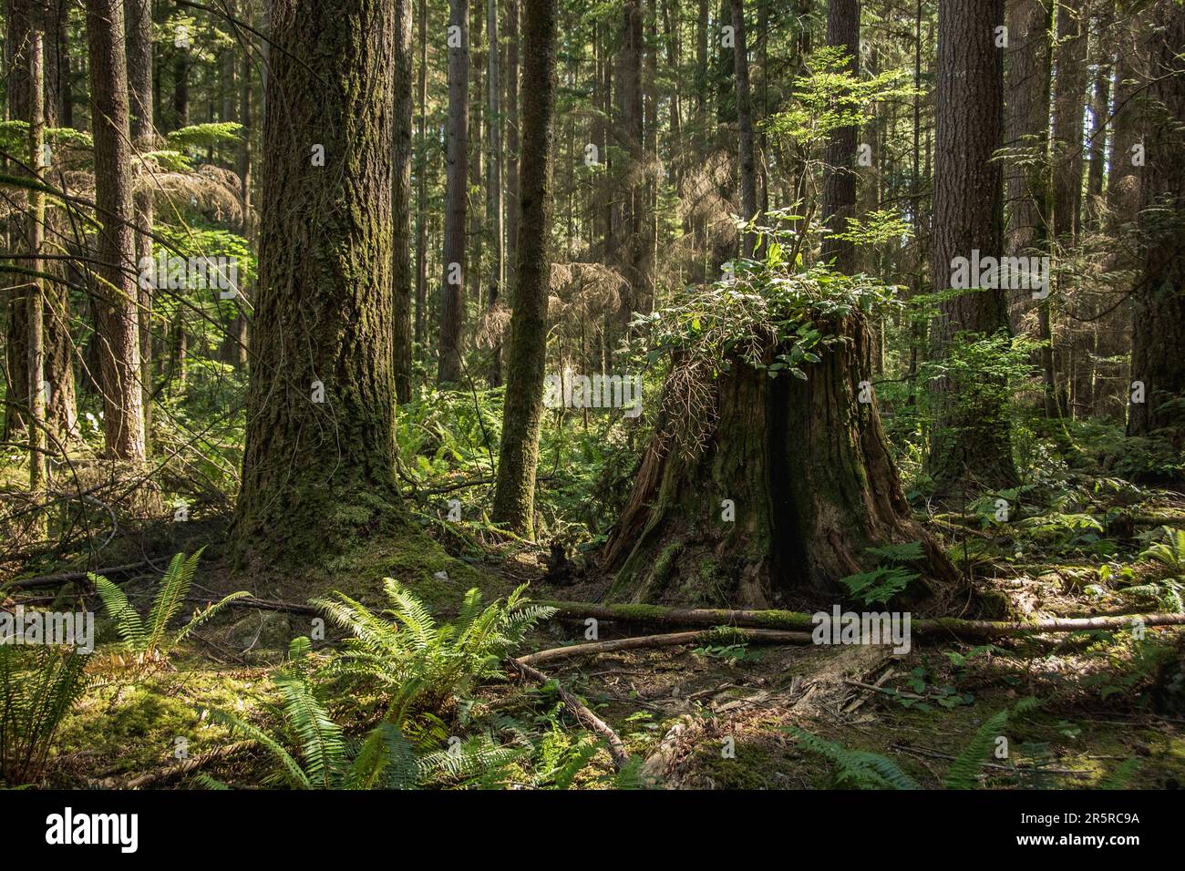 La forêt pluviale à croissance ancienne de séquoias (Sequoioioioideae) a été taillée pour démontrer la durabilité de la foresterie canadienne en Colombie-Britannique Banque D'Images