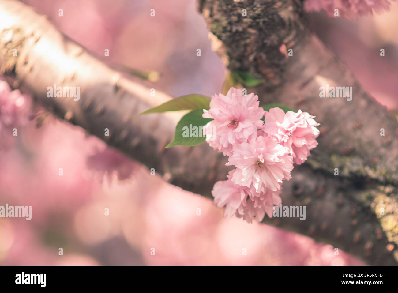 Fleur de cerisier japonais (Prunus serrulata) la fleur de cerisier rose fleurit sur un arbre à fond de bokeh doux Banque D'Images