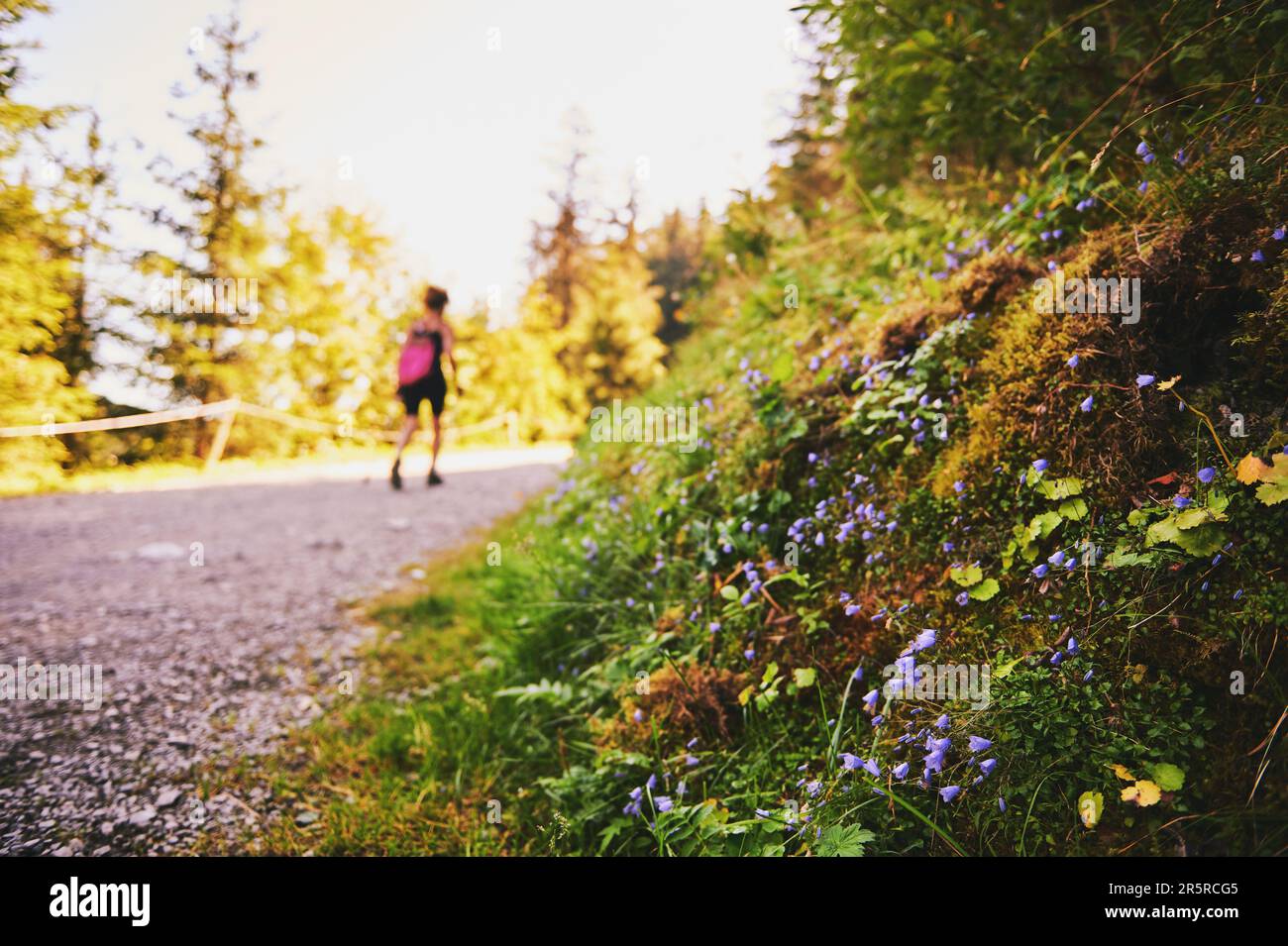 Cloche alpine ou Campanula alpina croissant dans les montagnes suisses, mode de vie actif et concept de randonnée Banque D'Images