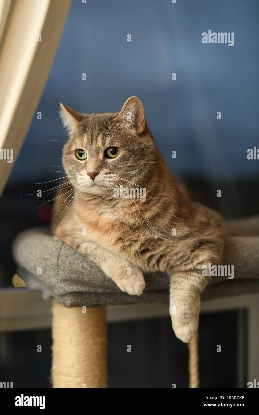 Maison de shorthair domestique chat avec torbie dilué tortoiseshell manteau assis sur l'arbre de chat dans la soirée regardant la caméra avec des pattes visibles Banque D'Images