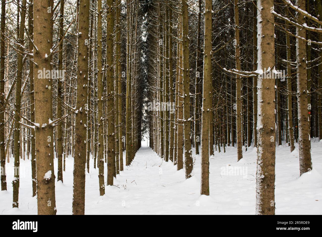 Un paysage d'hiver avec une grande étendue de terrain enneigé, parsemé d'arbres de différentes espèces de vert Banque D'Images