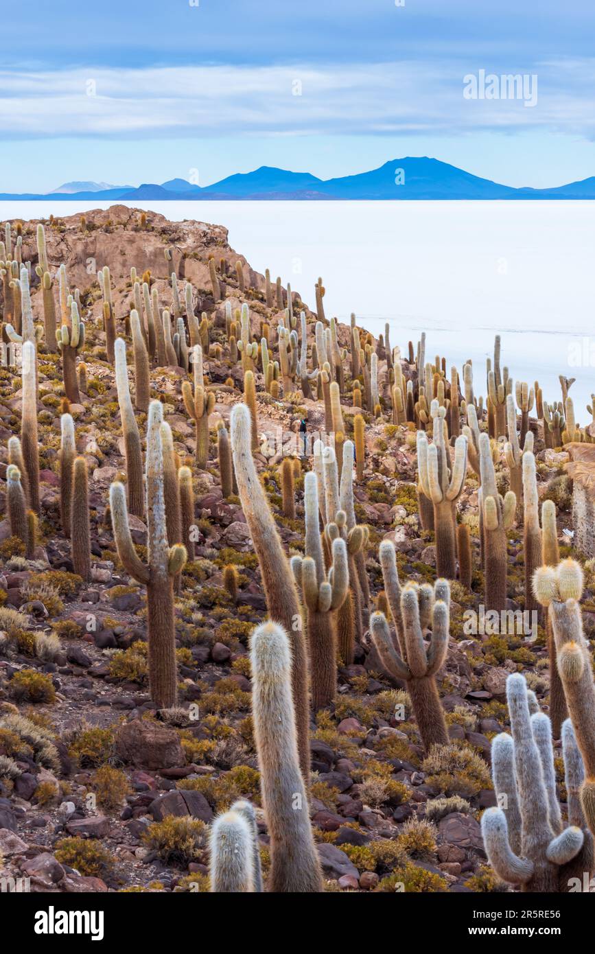 Cactus de l'île d'Incahuasi dans les appartements de sel d'Uyuni Banque D'Images