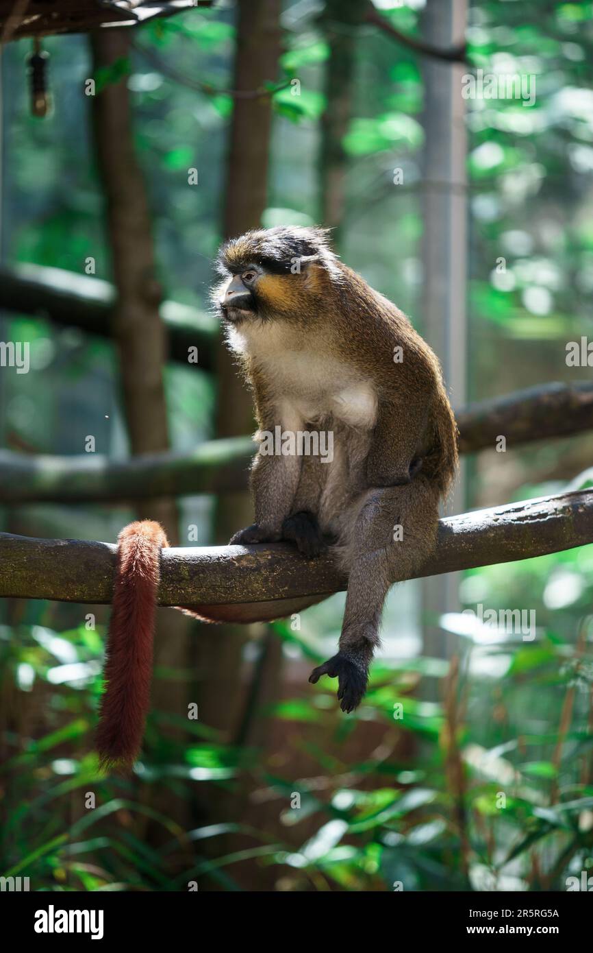 Un adorable singe brun perché sur une branche d'arbre, entouré d'un feuillage vert luxuriant Banque D'Images