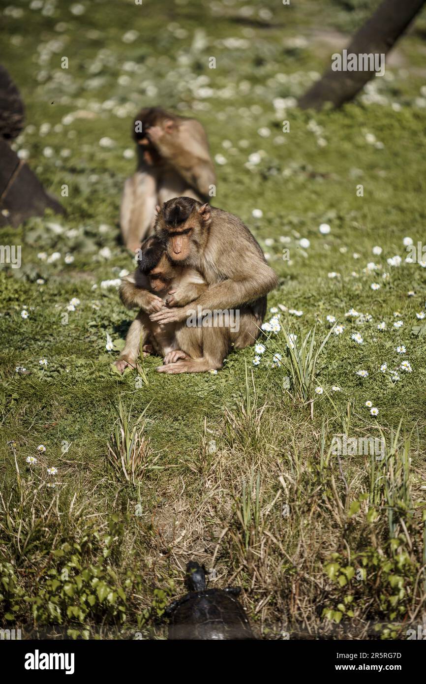 Deux primates profitent d'un moment paisible dans la nature tandis que l'un d'eux berce un bébé dans ses bras Banque D'Images