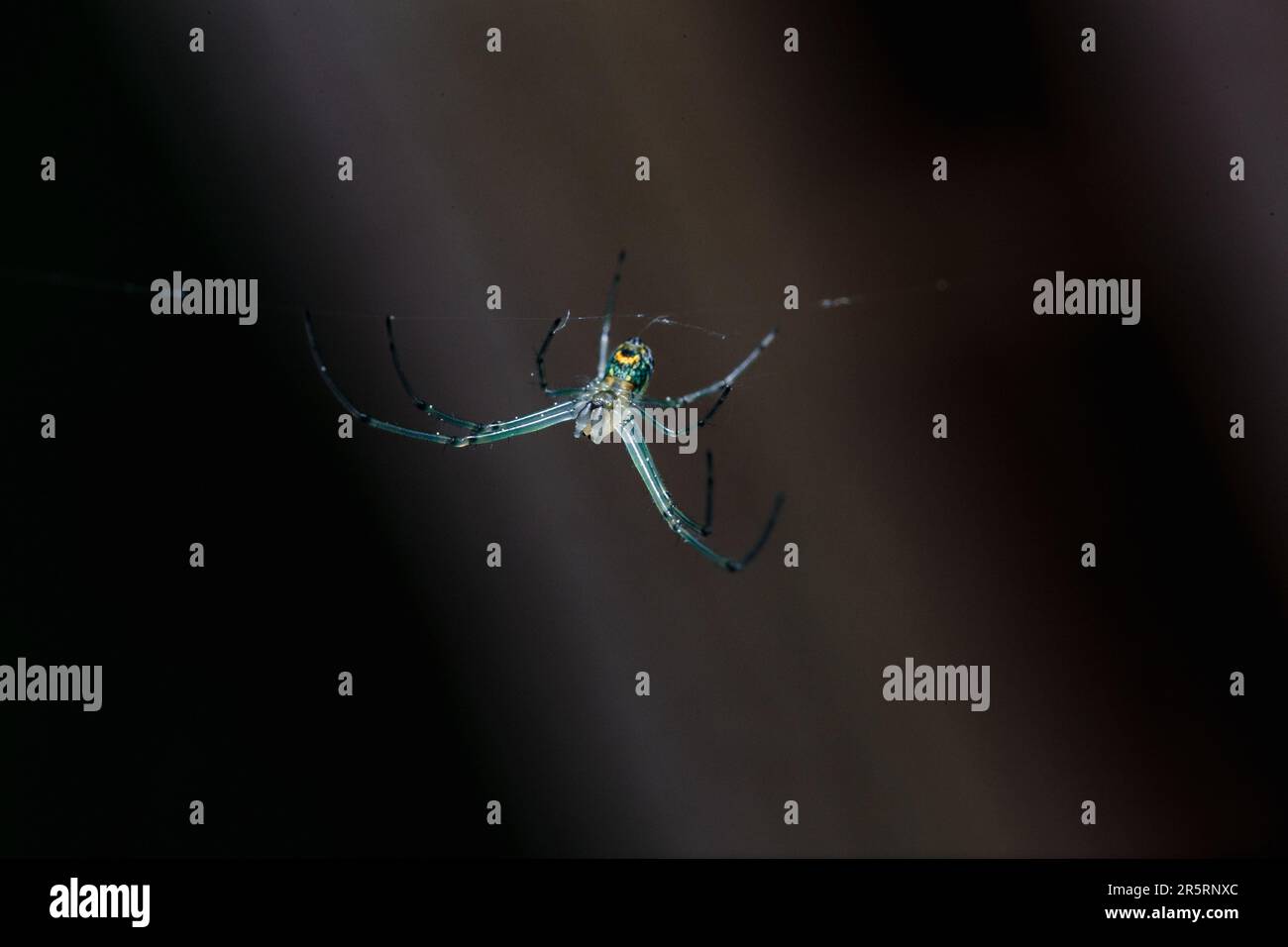Une araignée Orchard assise dans son web Banque D'Images