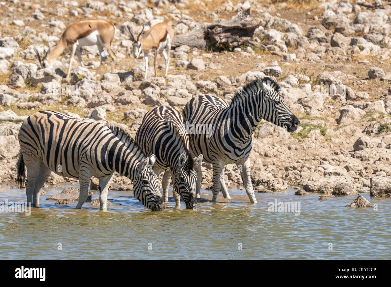 Troupeau de zèbres d'eau potable au trou d'eau d'Etosha; Equus burchell's. Parc national d'Etosha, Namibie, Afrique Banque D'Images
