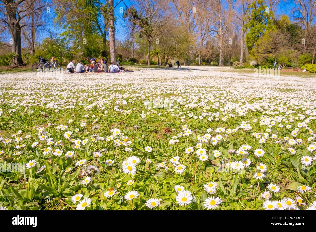 France, Paris, Bois de Vincennes, pâquerettes au printemps, Ile de Bercy Banque D'Images