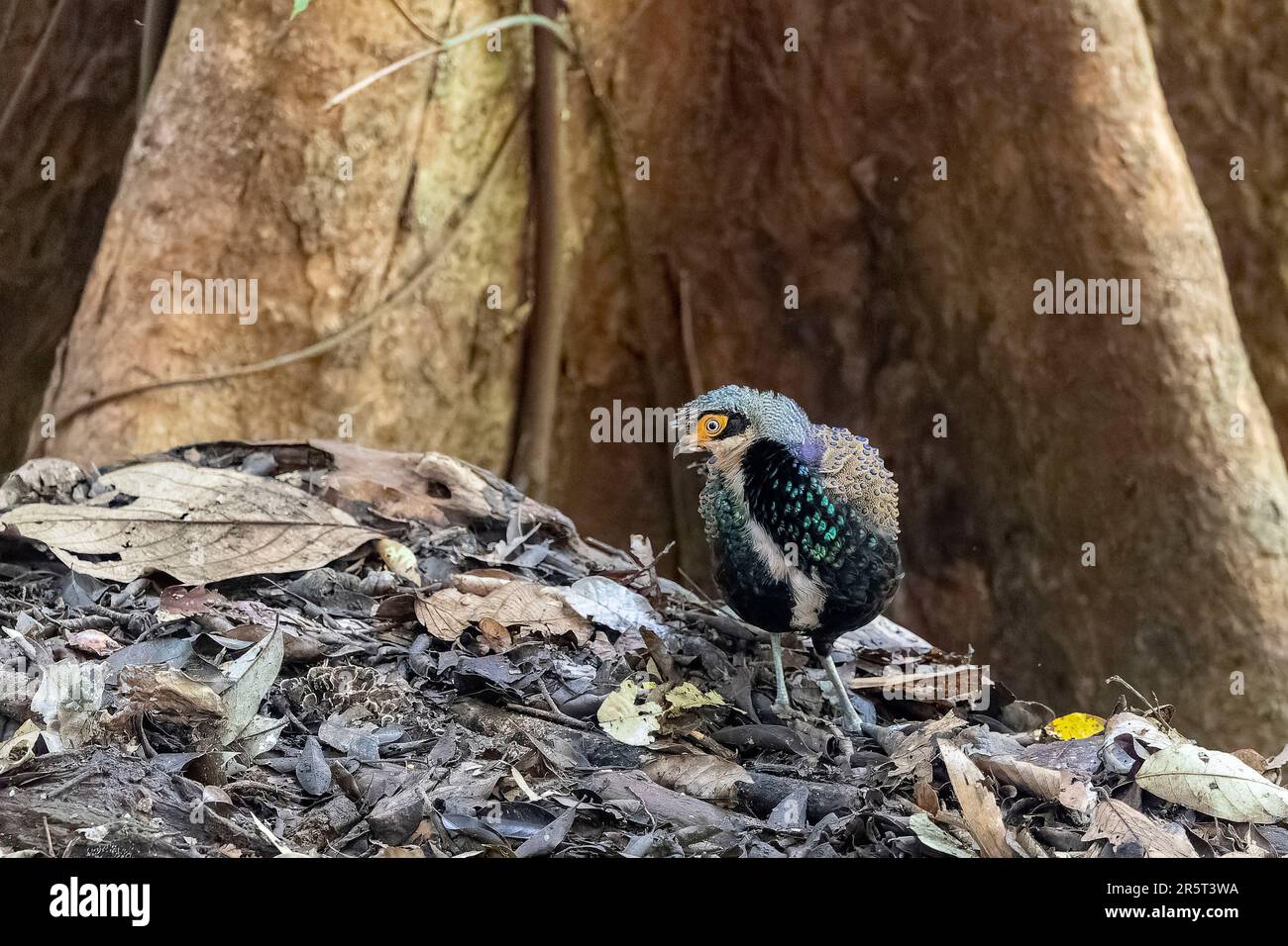 Malaisie, Bornéo, Sabah, Forêt primaire, photo très rare d'un paon-faisan Bornean (Polyplectron schleiermacheri), mâle Banque D'Images