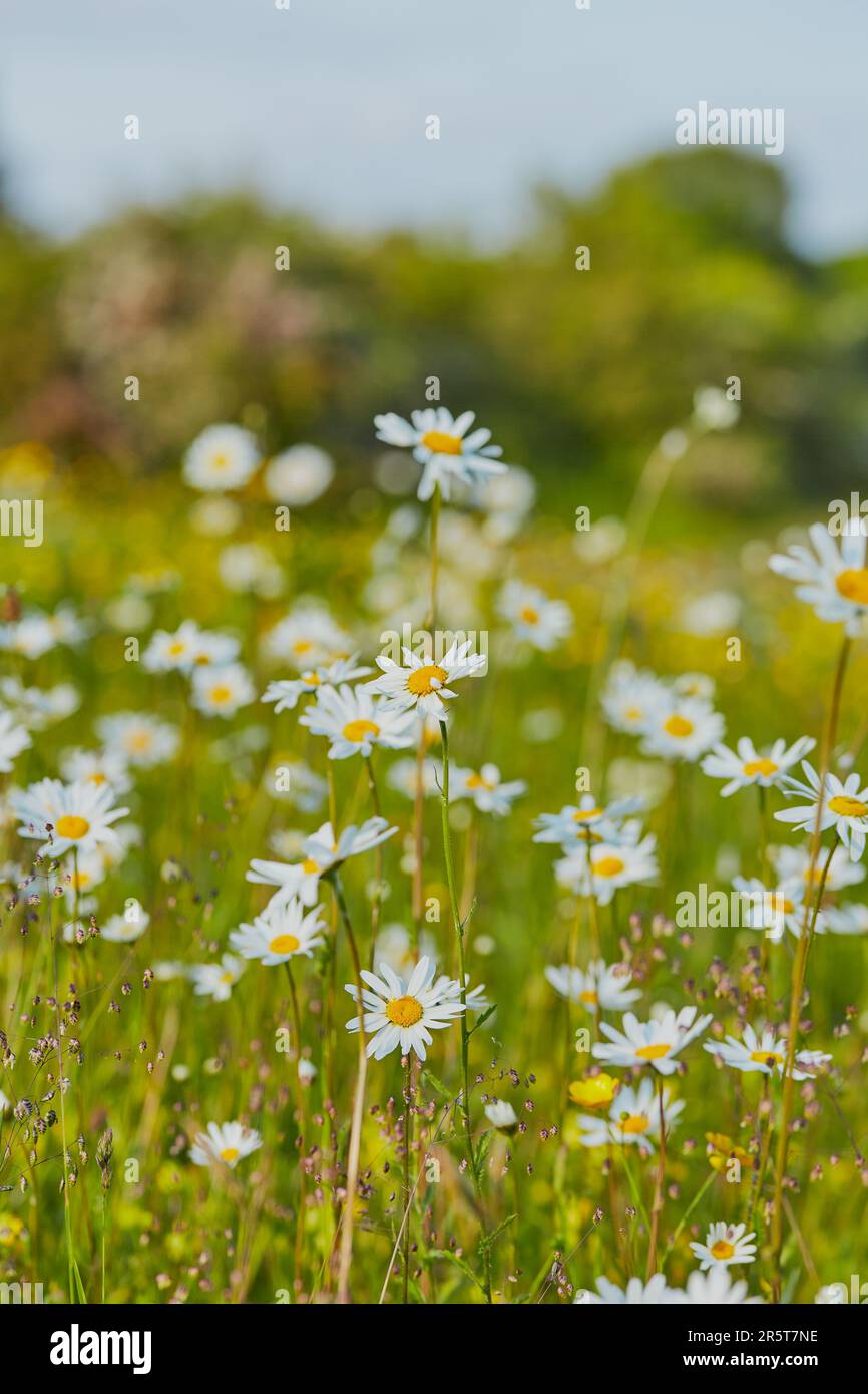 Un champ de daises en gros plan avec un objectif macro. Banque D'Images