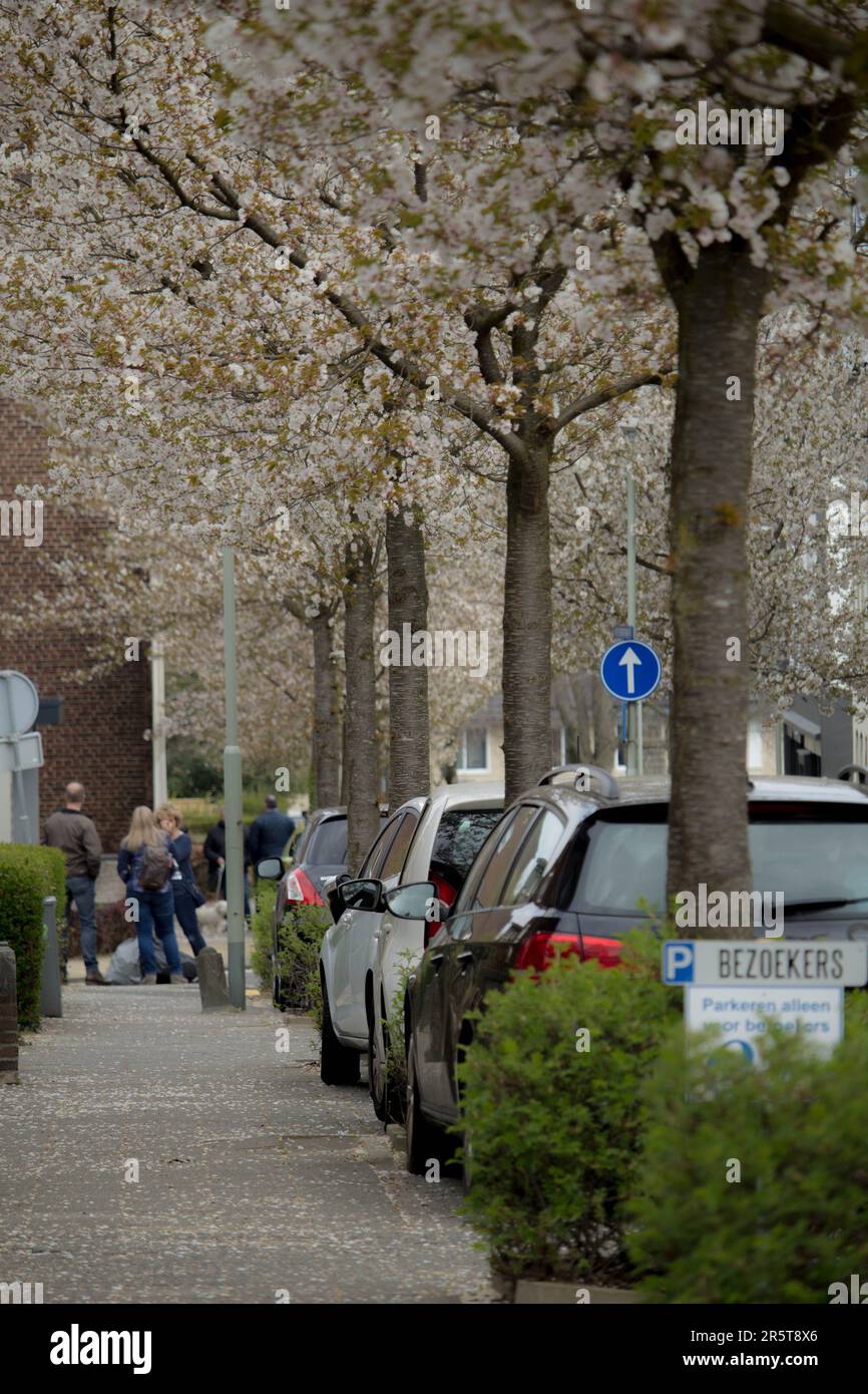 Un paysage urbain vibrant avec un trottoir bordé de voitures garées et d'arbres en fleurs Banque D'Images