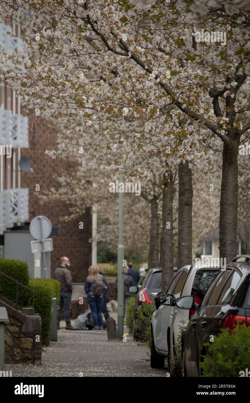 Un paysage urbain vibrant avec un trottoir bordé de voitures garées et d'arbres en fleurs Banque D'Images