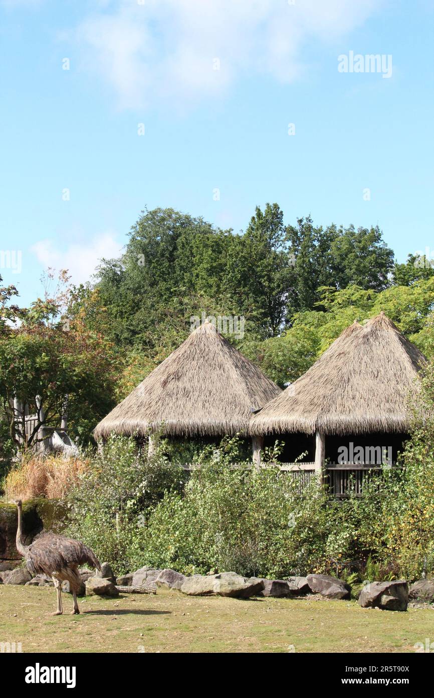 Un autruche près des bâtiments de style traditionnel avec des toits de paille dans un parc verdoyant et herbacé Banque D'Images