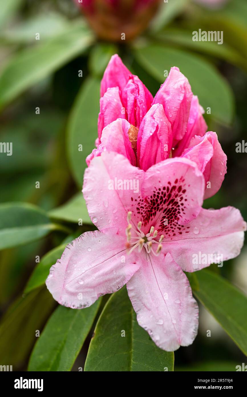 bokeh gros plan fleur de rhododendron rouge Banque D'Images