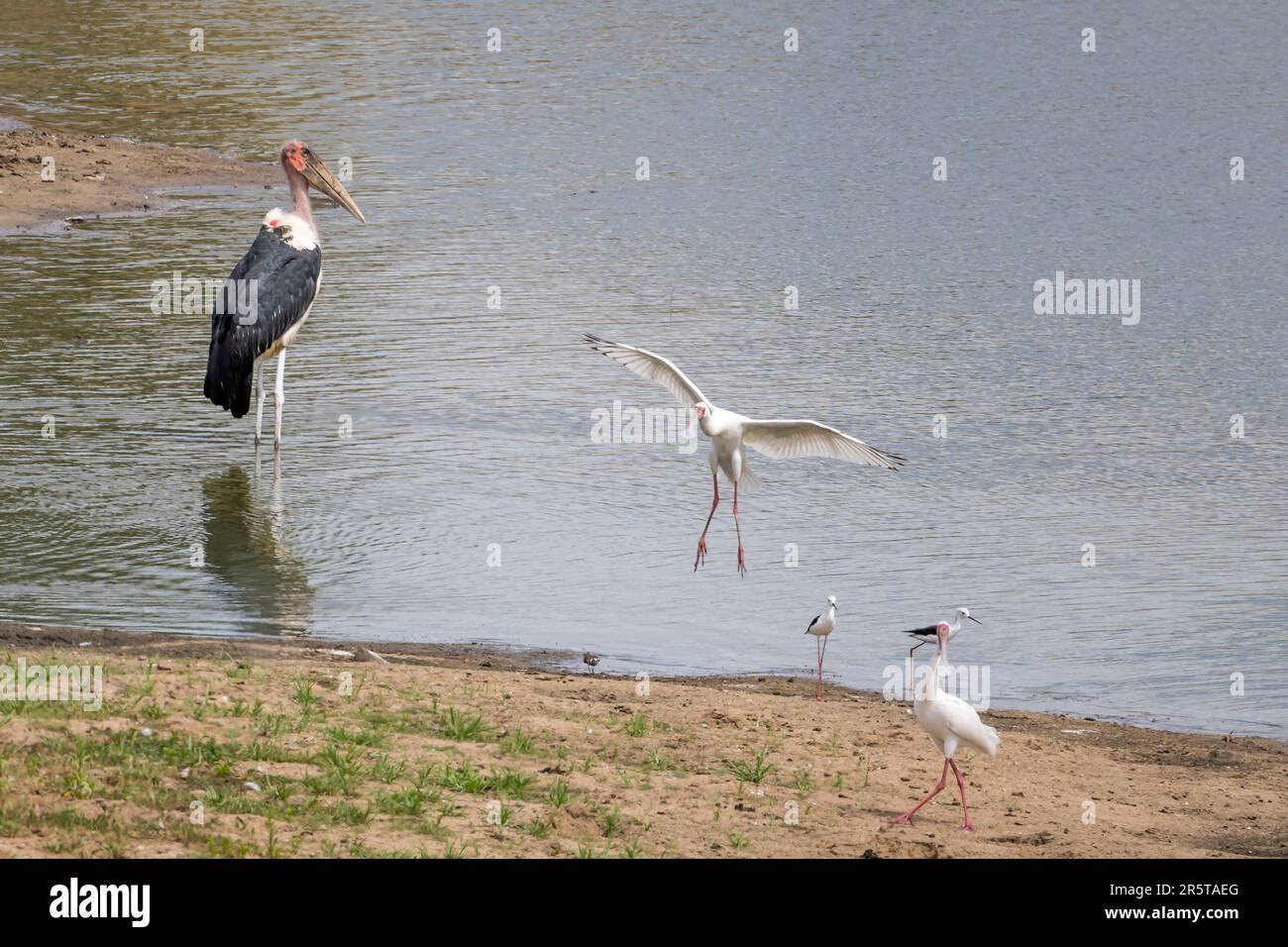 Rive du lac avec les oiseaux de bec de Spoon d'Afrique qui débarquèrent et marchent et la cigogne de Marabou debout dans l'eau, tiré dans la lumière d'été lumineuse, parc Kruger, Mpumalang Banque D'Images