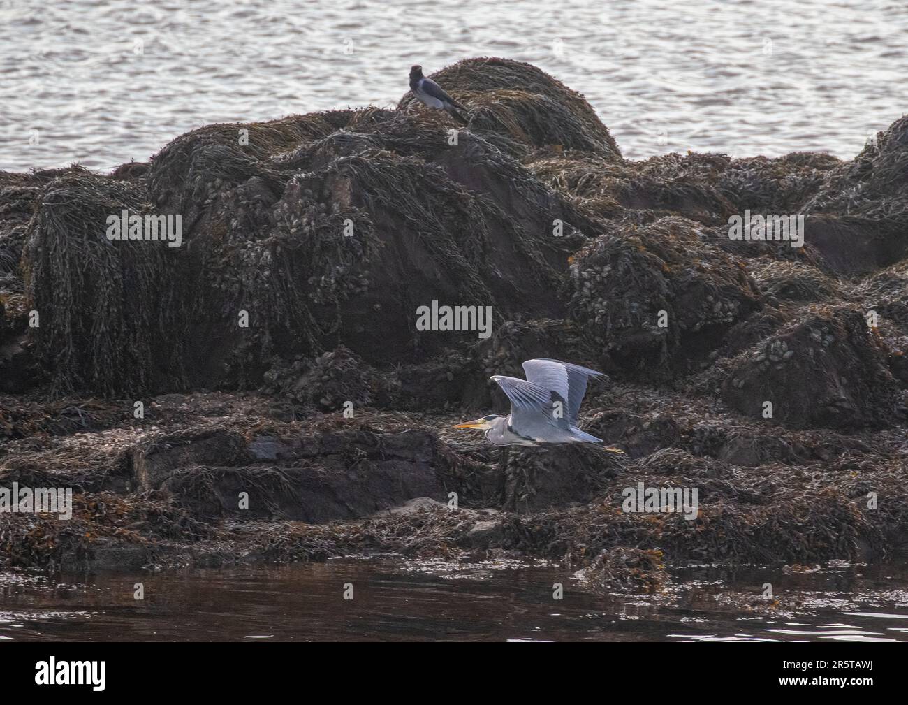 Un héron gris (Ardea cinerea), en vol au-dessus de l'estuaire de la rivière Owenglen . Les rochers couverts dans l'herbe de mer, porte-vessie . Connemara, Irlande . Banque D'Images